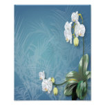 Orchids & Ferns Photo