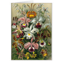 Orchids Greeting Card