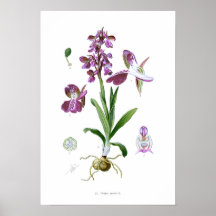 Orchis morio print