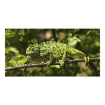 Ordinary European Chameleon Stress Staining Custom Photo Card