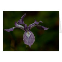 Oregon Iris Card