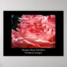 Oregon Rose Gardens Portland Oregon Pink Roses Posters