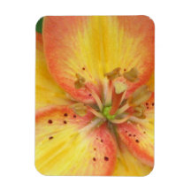 Oriental Lily Premium Magnet