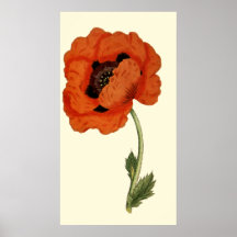 Oriental  Poppy Print