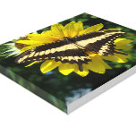Ornythion Swallowtail Butterfly Canvas Prints