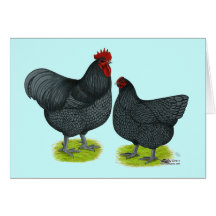 Orpington:  Blue Pair Greeting Card