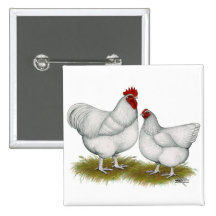 Orpington:  White Pair