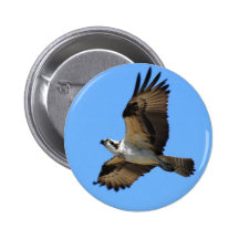 Osprey Bird Button