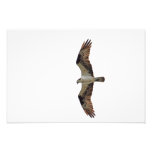 Osprey Flying Photo