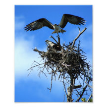 Osprey on Nest Photo