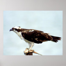 Osprey Posters