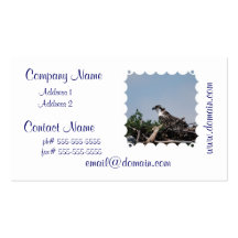 Osprey Sitting on Nest Business Cards