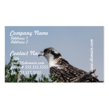 Osprey Sitting on Nest Business Cards