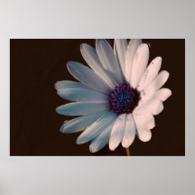 Osteospermum Print