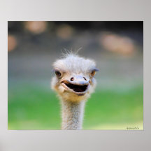 Ostrich 2 poster