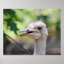 Ostrich 3 print