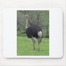 Ostrich Mouse Pad