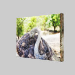 Ostrich Photograph Canvas canvas prints