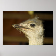 ostrich poster
