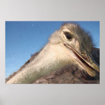 Ostrich Poster