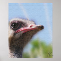 ostrich posters