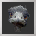 Ostrich Poster  24x 24"