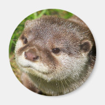 Otter Portrait Magnets