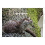 Otter Thoughts Greeting Cards