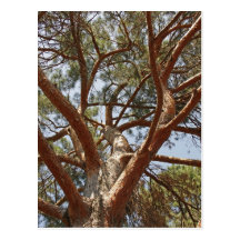 Out On A Limb Post Card