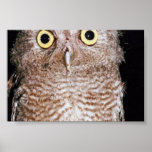 Owl 2 print