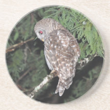 Owl coaster