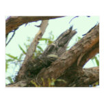 owl frogmouth postcard