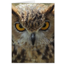 Owl Photo Greeting Card
