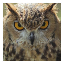 Owl Photo Invitation
