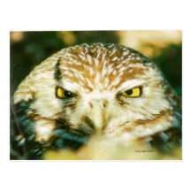 OWL  POSTCARD