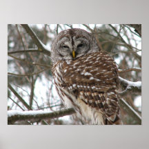 OWL POSTER