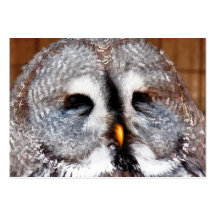 OWLS BUSINESS CARDS