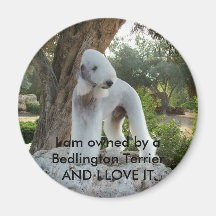 Owned by a Bedlington Terrier Fridge Magnets