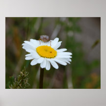 Oxeye Daisen & Guest Print
