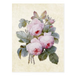 P.J. Redoute Bourbon Rose Postcard