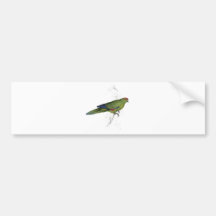 Pacific Parrakeet by Edward Lear Bumper Stickers