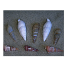 Pacific shells Shell Post Card