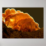 Paddestoel in licht afdruk