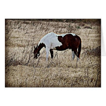 Paint Horse Card