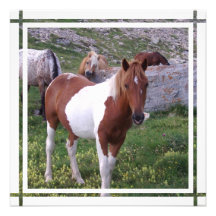 Paint Horse Invitation