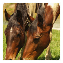 Paint Horse Love  Invitations