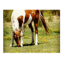 Paint Horse Post Card
