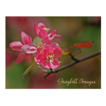 Painted Apple Blossom Postcard