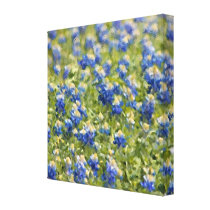 Painted Canvas: Texas Wildflower Bluebonnet Field canvas prints