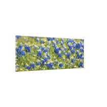 Painted Canvas: Texas Wildflower Bluebonnet Field canvas prints